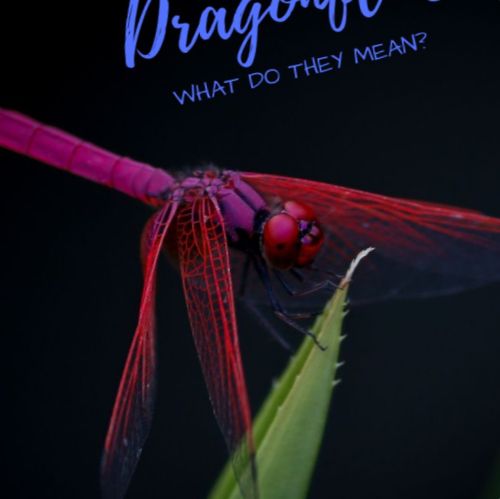 Dragonfly-feiten, symboliek, betekenissen en foto's