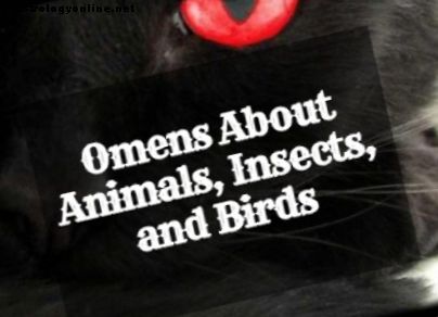 Presságios de animais, insetos e pássaros e seus significados