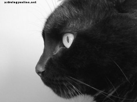 Лор, легенди и суеверия за черните котки