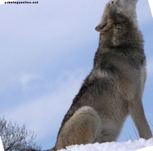 동물 가이드 - 조상의 늑대 수호자와 힘의 정신