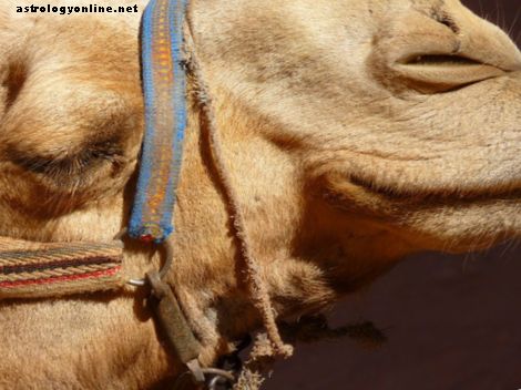 Il significato dell'animale potente del cammello come totem