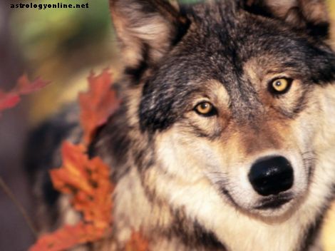 동물 정신 가이드 의미와 해석 : 늑대