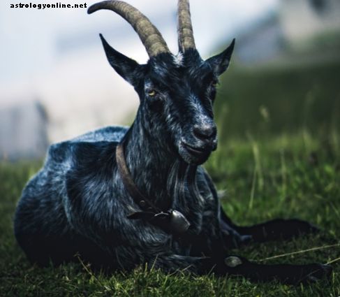 Caractéristiques du Capricorne: Êtes-vous une chèvre typique?