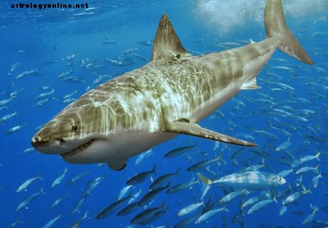 Shark Wrangler opozarja na možne megalodonske srečanja