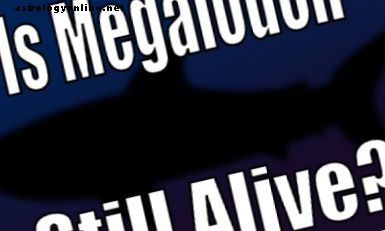 Avvistamenti Megalodon: lo squalo Megalodon è ancora vivo?