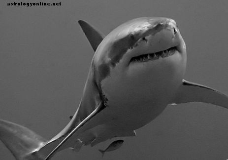 Megalodon vs. Great White Shark: trovato il super predatore australiano?