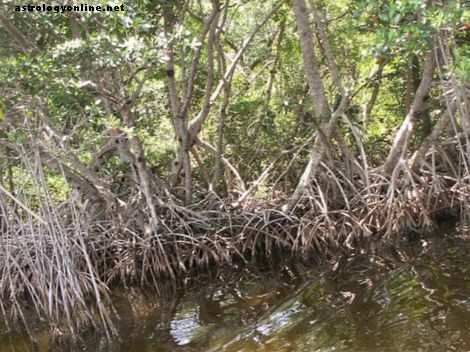 Bigfoot di Florida: Skunk Ape Sightings