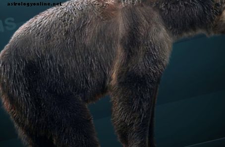Observation d'ours à face courte géante: Arctodus Simus est-il toujours vivant?