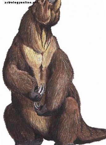 Observations de Mapinguari: preuve que le paresseux géant est toujours vivant?