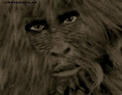 عسل جزيرة مستنقع الوحش: بايو Bigfoot
