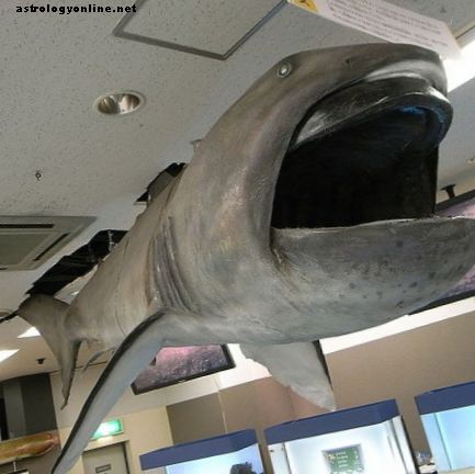 Megamouth: Deniz Canavarlarının Gerçekten Var Olabileceğinin Kanıtı?