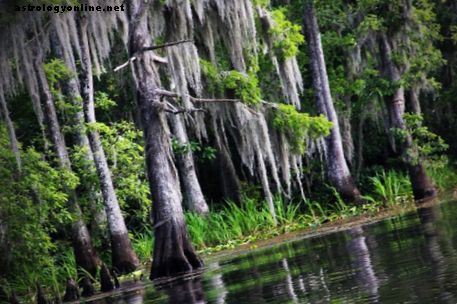 Loup-garou de Louisiane — Rougarou du Bayou