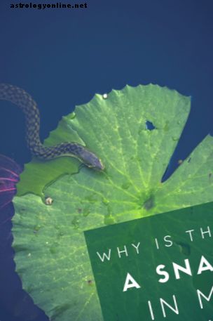 Vad menar drömmar om skallmakor och andra ormar?