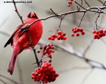 Ornithomancie: Divination du vol et cris des oiseaux