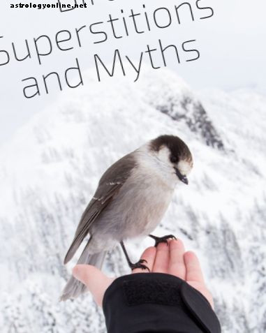 Вивчіть забобони та міфи про птахів