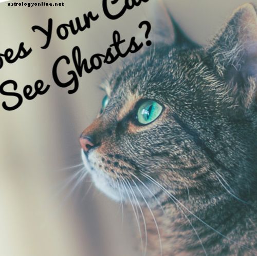 Zien katten spoken?  Waarom uw kat geesten kan zien