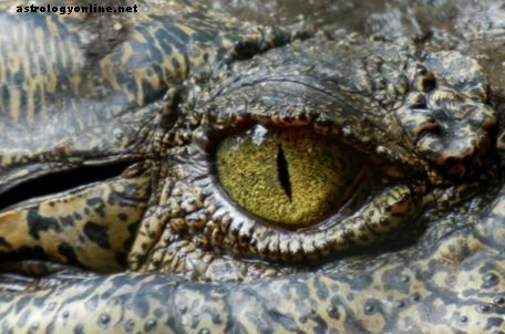 Alligators des égouts de New York - Urban Legend démystifiée